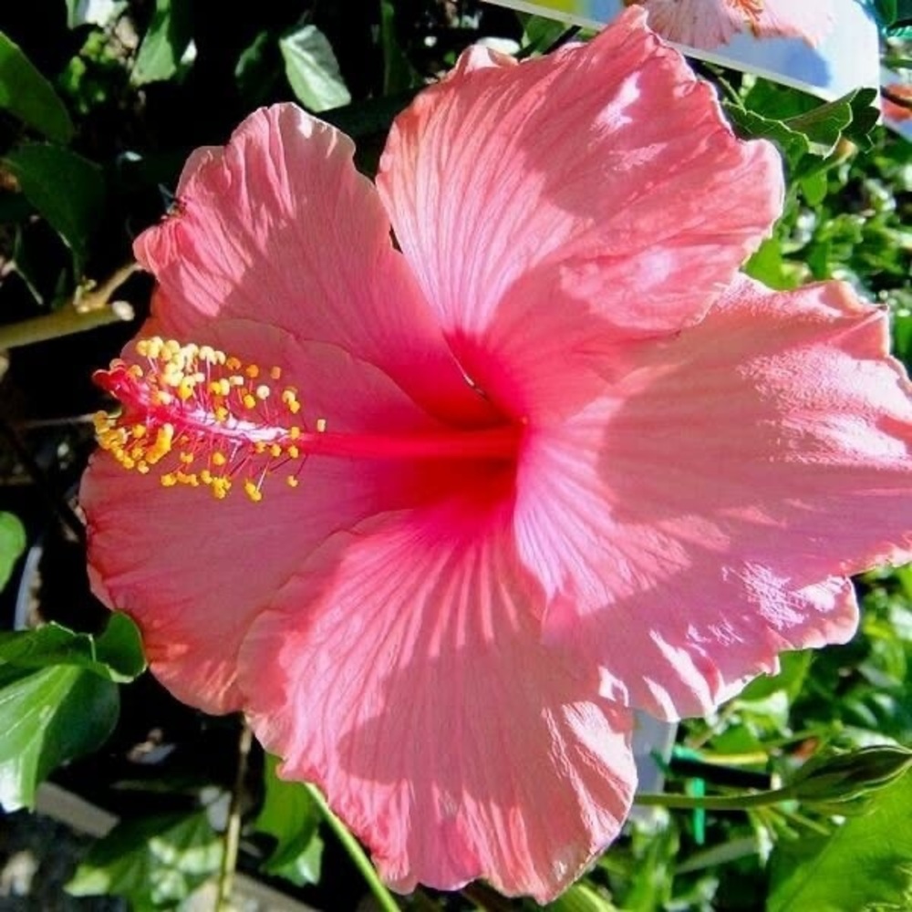 🌸🌴💗🌸🌴💗🌸🌴💗🌸🌴💗🌸🌴💗🌸🌴💗 - Picture 14 of 16